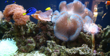 Aquarium Supplies