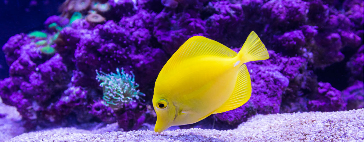 TankQ Aquarium