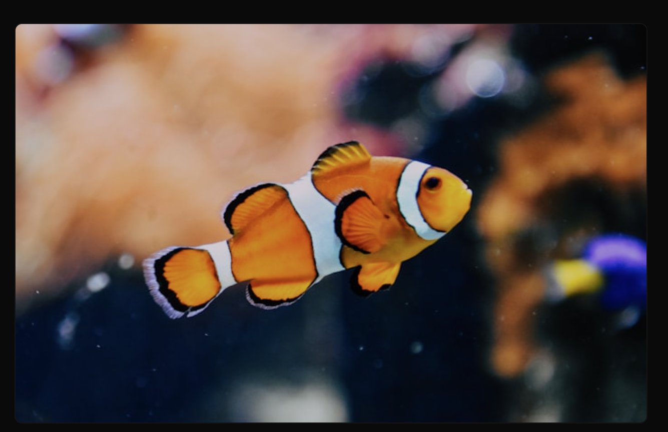 TankQ Aquarium Fish