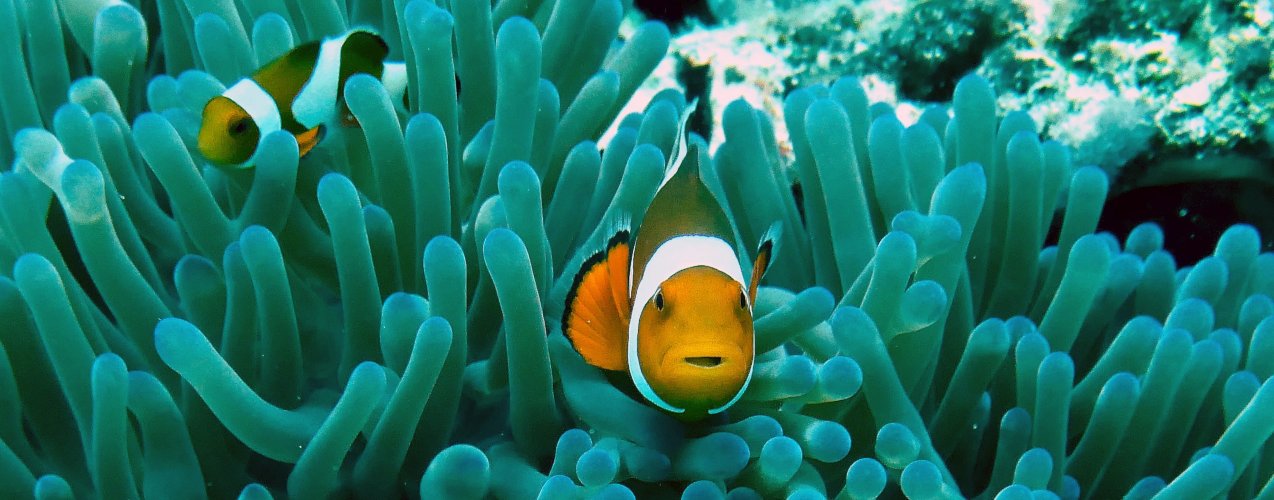 TankQ Aquarium