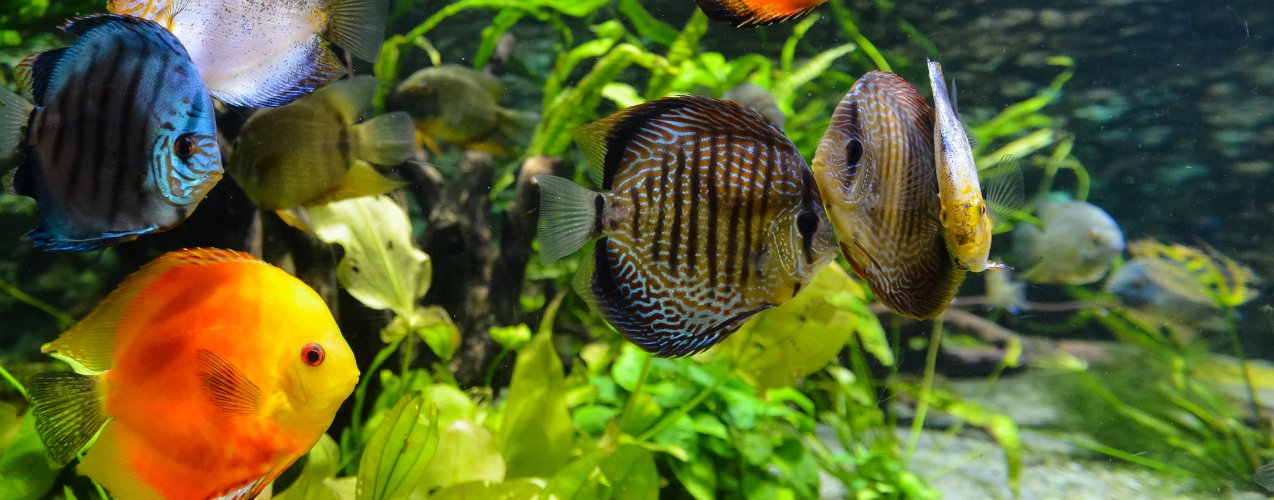 TankQ Aquarium